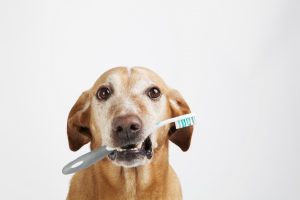 The Importance of Pet Dental Health