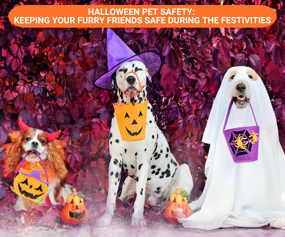 Halloween Pet Safety: Keeping Your Furry Friends Safe During the Festivities