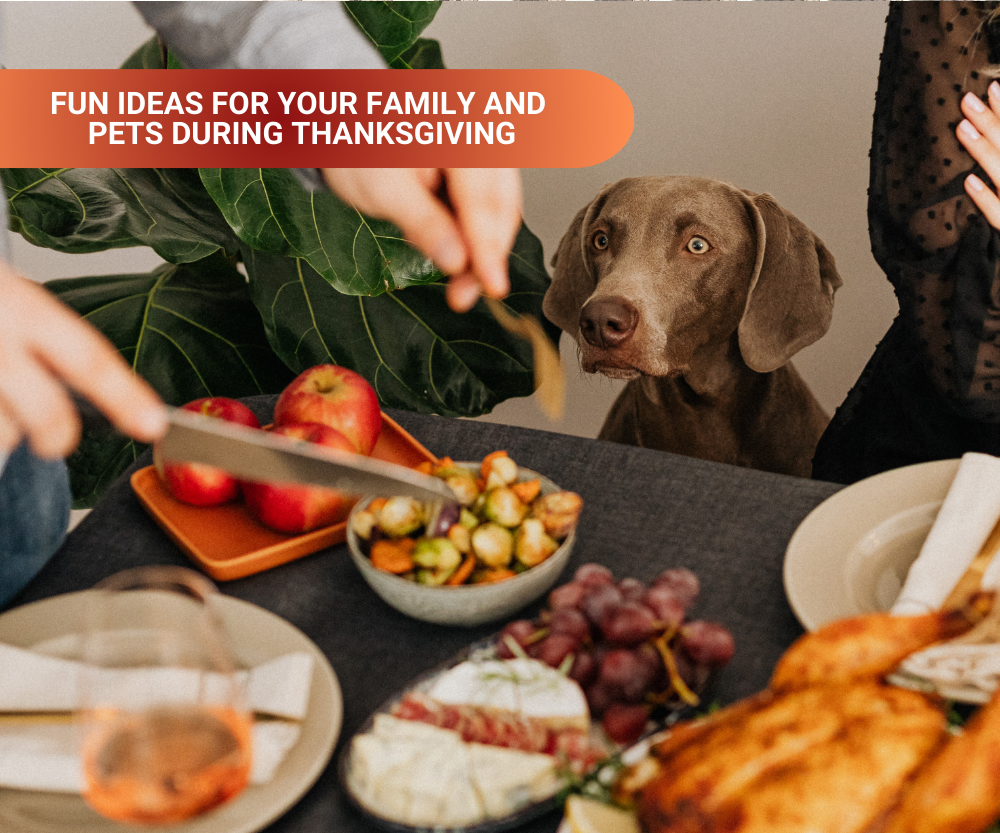 Fun Ideas for Your Family and Pets During Thanksgiving